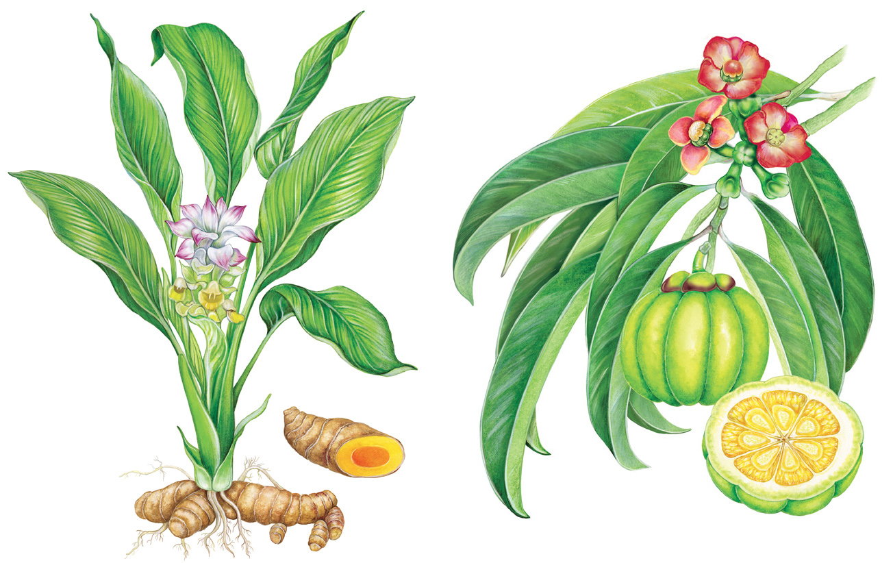 illustrazioni